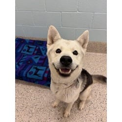 Photo of Taz, adoptable Husky in Brighton, Colorado