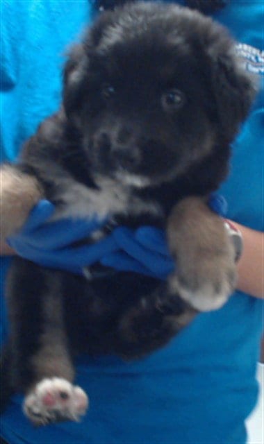 Photo of A434582, adoptable German Shepherd Dog in Fayetteville, North Carolina
