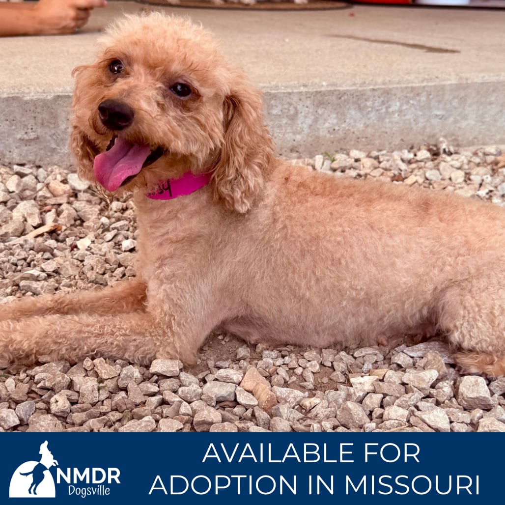 Photo of Ruby - Missouri (S26-156), adoptable Poodle, Miniature / None in Colorado Springs, Colorado