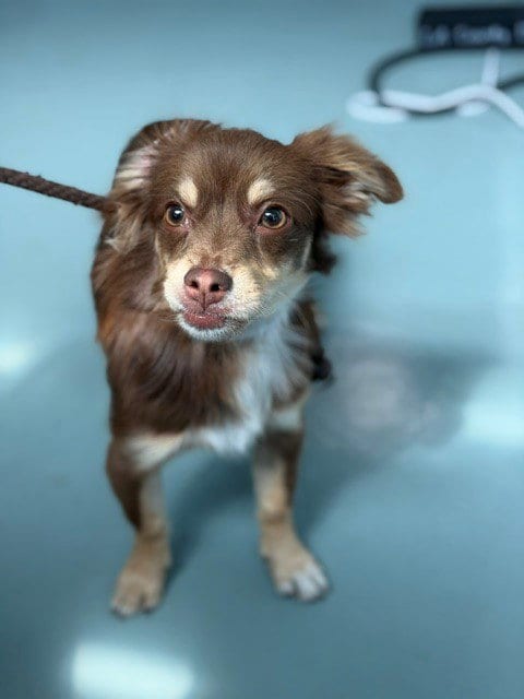 Photo of A5803435, adoptable Chihuahua in Baldwin Park, California