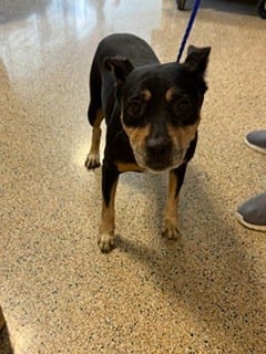 Photo of Dana, adoptable Terrier in Miami, Florida