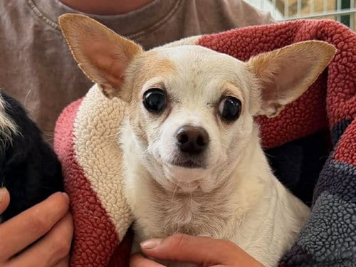 Photo of Nina Girl, adoptable Chihuahua in Martinez, California