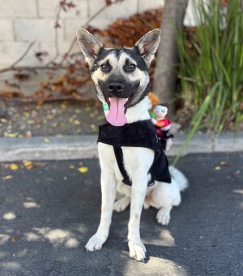 Photo of Ty, adoptable Australian Cattle Dog/Blue Heeler in Romoland, California