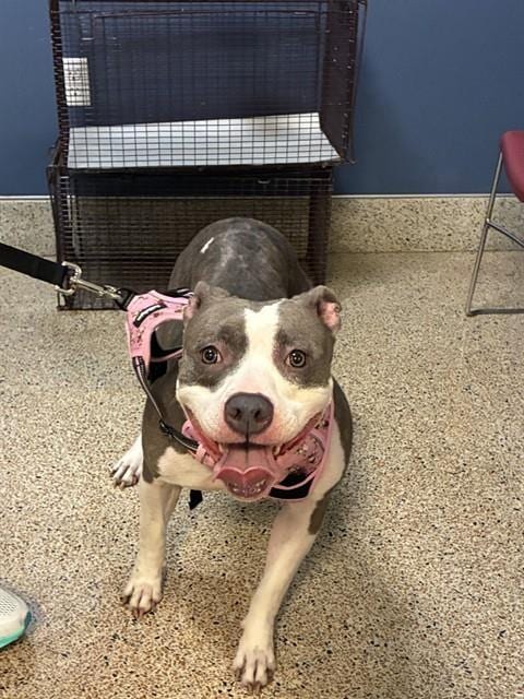 Photo of Amiri, adoptable American Bulldog in Miami, Florida