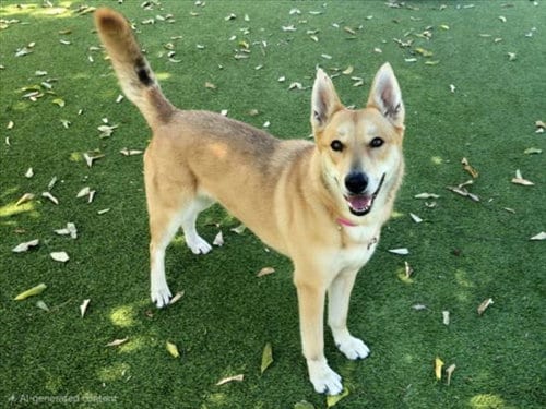 Photo of Gloria, adoptable German Shepherd Dog in Van Nuys, California