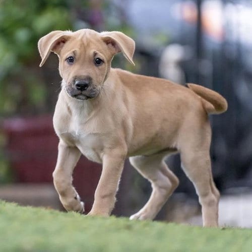 Photo of Justice Pup - Bench, adoptable Labrador Retriever in San Diego, California