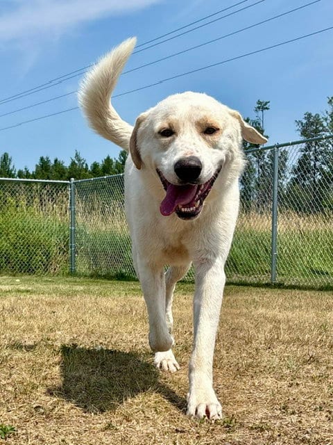 Photo of Henry Ford, adoptable Labrador Retriever in Webster, Wisconsin
