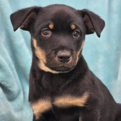Photo of Eureka Pup - Donovan, adoptable Wirehaired Fox Terrier in San Diego, California