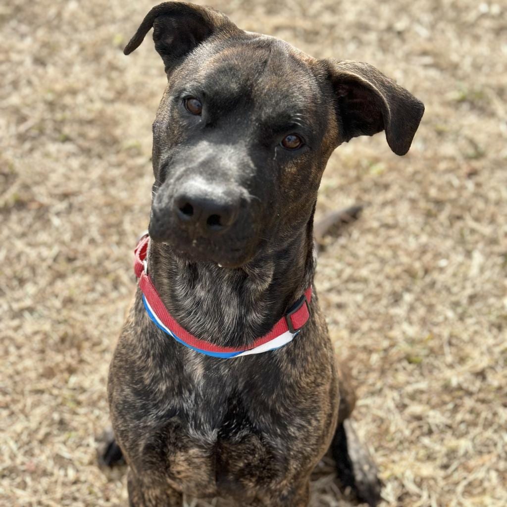 Photo of Loki, adoptable Mixed Breed (Large) in Chattanooga, Tennessee