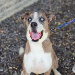 Photo of Tuffy JuM, adoptable Catahoula Leopard Dog American Pit Bull Terrier in Hartford, Connecticut