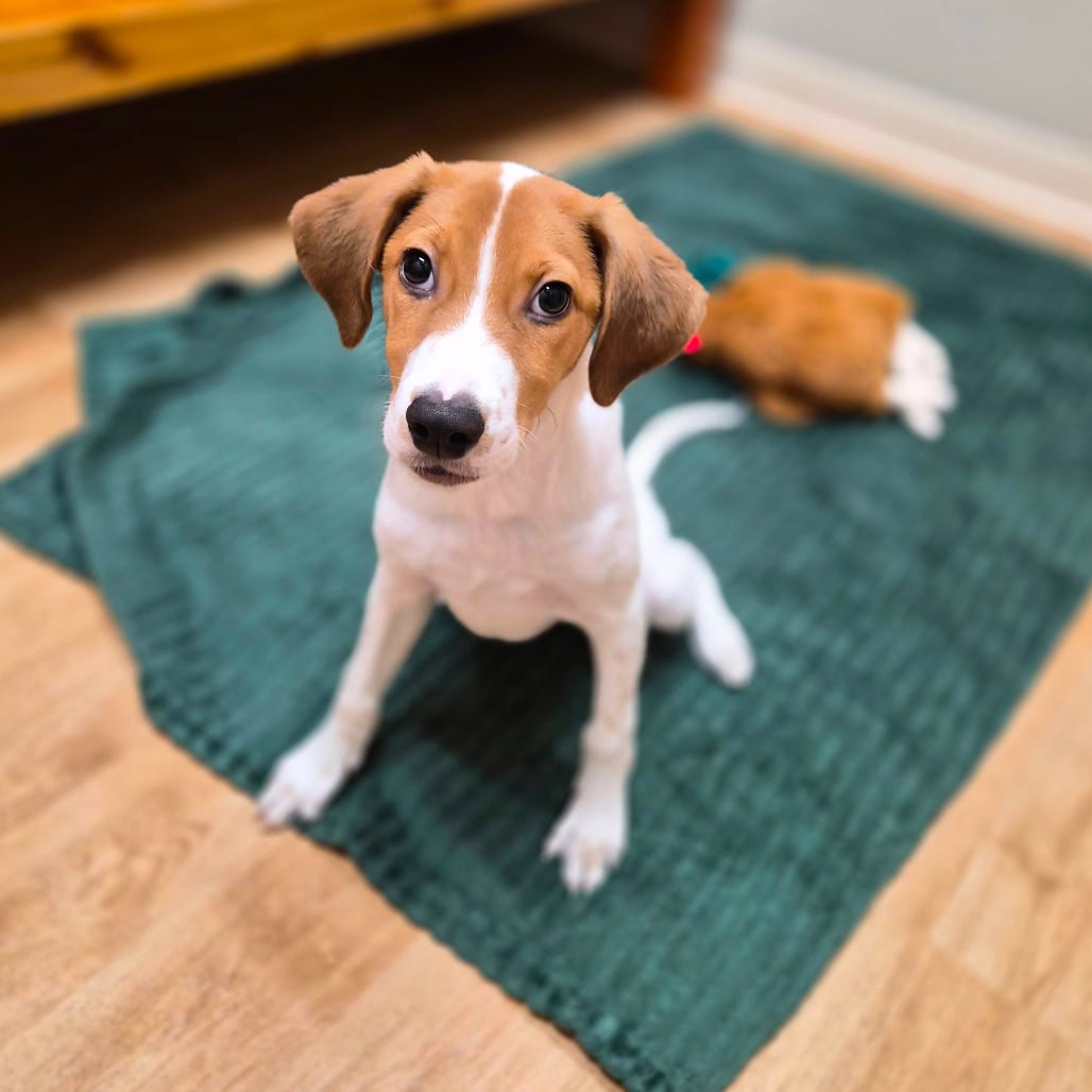 Photo of Houston, adoptable Coonhound / Mix in Woodstock, Illinois