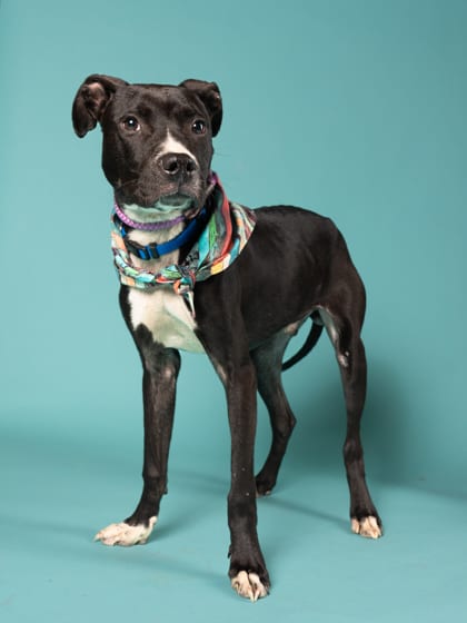 Photo of Tint, adoptable dog in Atlanta, Georgia
