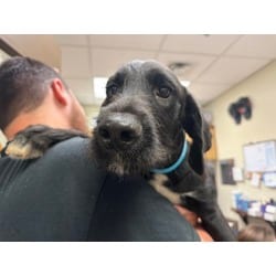 Photo of Ash, adoptable Mixed Breed (Medium) in Maumee, Ohio