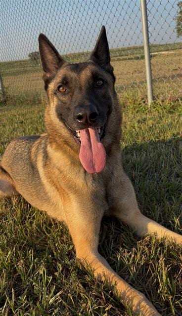 Photo of Maxx, adoptable Belgian Shepherd Malinois in Rosenberg, Texas