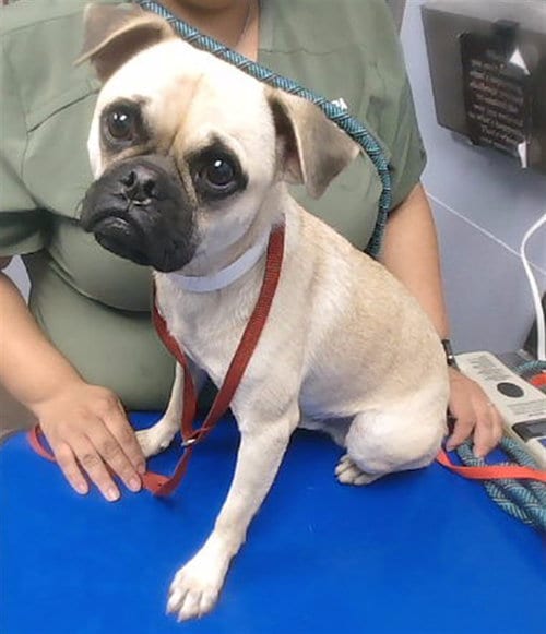 Photo of Domino, adoptable Pug in Phoenix, Arizona