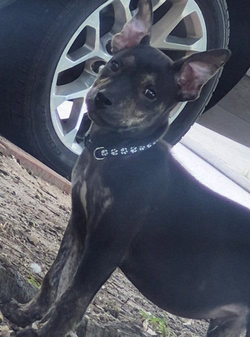 Photo of Gereral Tso, adoptable Labrador Retriever in The Woodlands, Texas