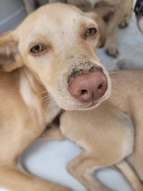 Photo of Jolene, adoptable Chihuahua in San Pedro, California