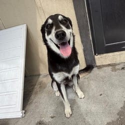 Photo of Rolex 8935, adoptable Mixed Breed (Medium) in Loxahatchee, Florida