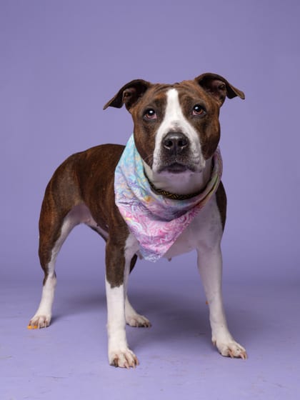 Photo of Marsala, adoptable dog in Atlanta, Georgia