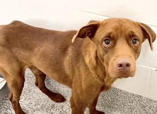 Photo of Clove, adoptable Labrador Retriever in Houston, Texas