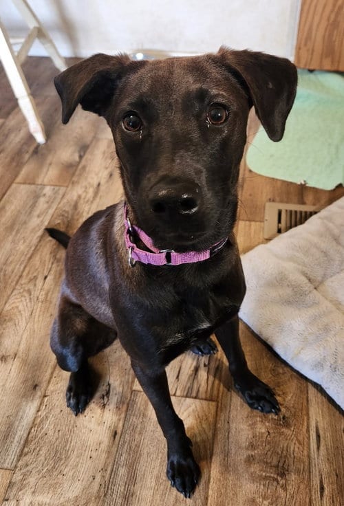 Photo of Stacie, adoptable Labrador Retriever in Walnutport, Pennsylvania