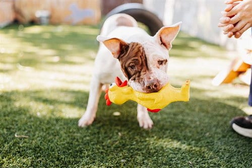 Photo of Peppa Piggy, adoptable Pit Bull Terrier in West Valley, Utah