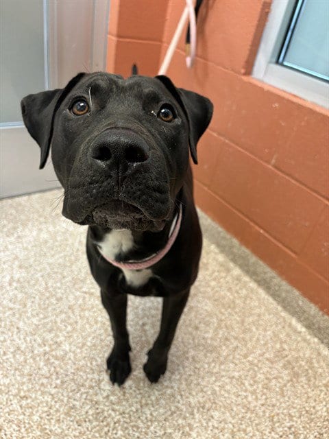 Photo of Cairo, adoptable Pit Bull Terrier in Pueblo, Colorado