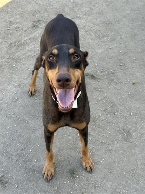 Photo of Millie, adoptable Doberman Pinscher in Riverside, California
