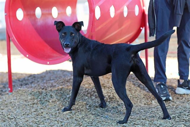 Photo of Panchi, adoptable German Pinscher mix in Albuquerque, New Mexico