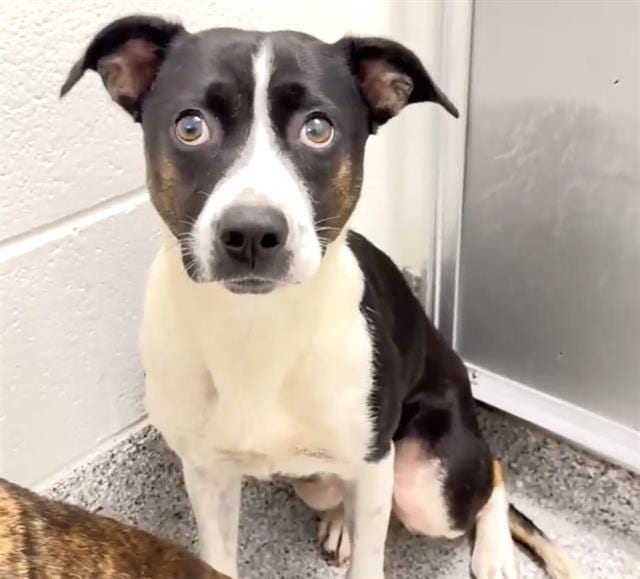 Photo of Ciara, adoptable Border Collie and Rat Terrier in Houston, Texas