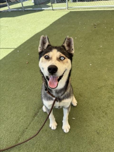 Photo of Tito, adoptable Siberian Husky in Los Angeles, California