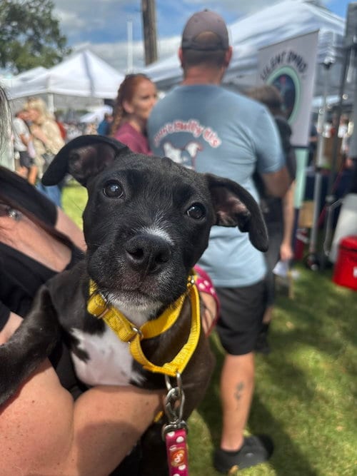 Photo of Lisa (Simpsons 3), adoptable Pit Bull Terrier in Wenonah, New Jersey