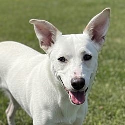 Photo of Willow, adoptable American Pit Bull Terrier in Pittsfield, Illinois