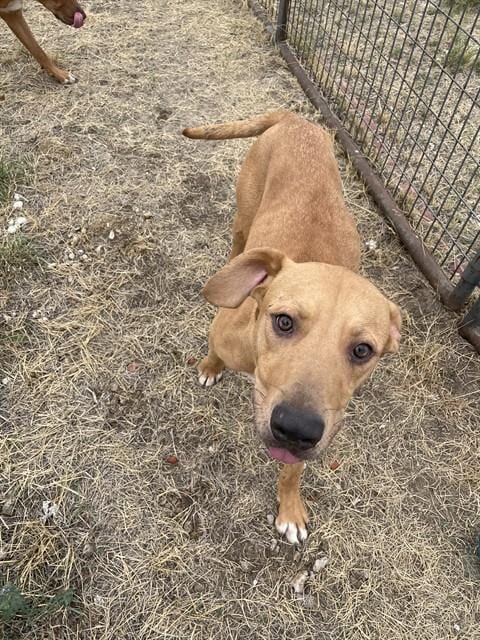 Photo of Thayne, adoptable Rhodesian Ridgeback in Casper, Wyoming