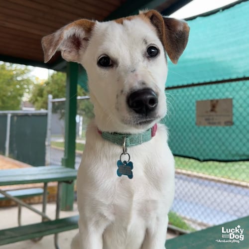 Photo of Lexi Dee, adoptable Shepherd in Washington, District of Columbia