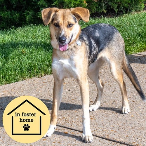 Photo of Ramona, adoptable German Shepherd Dog in St Louis, Missouri