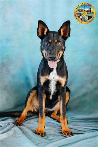 Photo of Pixie, adoptable Australian Kelpie in Lathrop, California