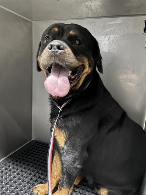 Photo of Raven, adoptable Rottweiler in Fort Myers, Florida