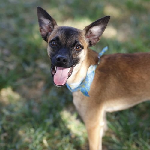 Photo of Lil P, adoptable Chihuahua in San Antonio, Texas