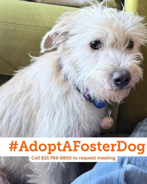Photo of Schuyler, adoptable Norfolk Terrier in Salinas, California