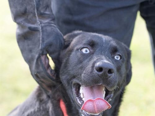 Photo of Chauncey, adoptable Husky in Haw River, North Carolina