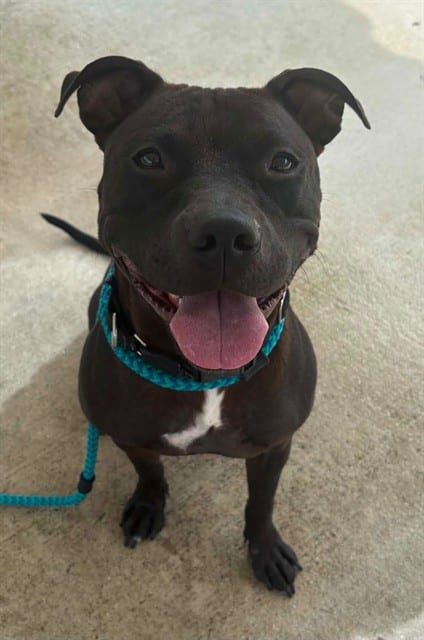 Photo of Freya, adoptable dog in Palmetto, Florida