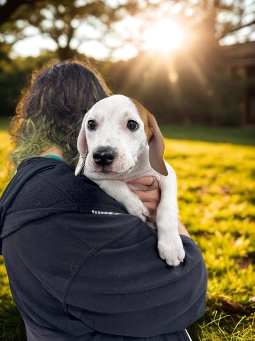 Photo of Libra, adoptable Terrier in Elmsford, New York