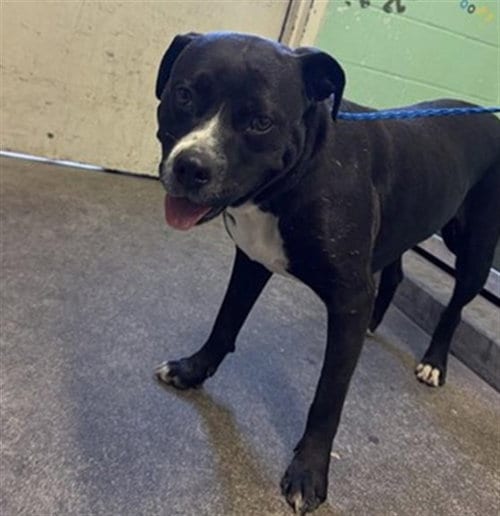 Photo of Aura, adoptable Pit Bull Terrier in Sacramento, California