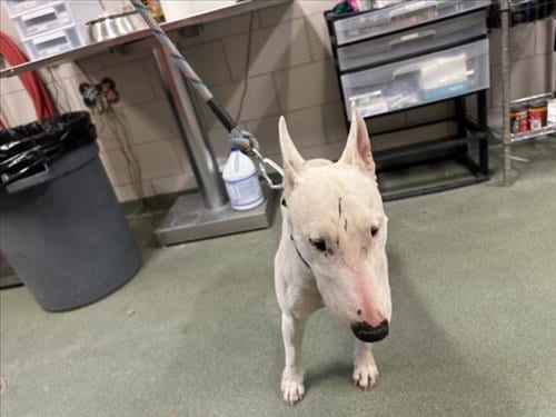 Photo of Chico, adoptable Bull Terrier in Santa Fe, New Mexico