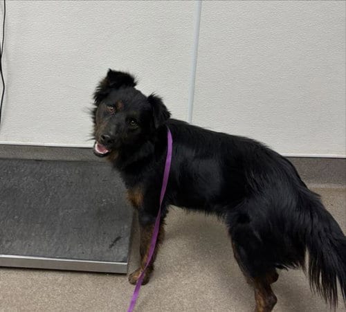 Photo of Vecna, adoptable Border Collie in HESPERIA, California