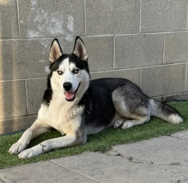Photo of Milo, adoptable Husky in Eugene, Oregon