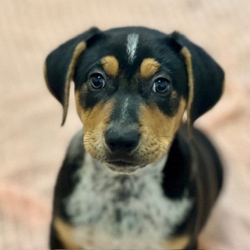 Photo of Puppies Large Breed, adoptable Pit Bull Terrier in Burlingame, California