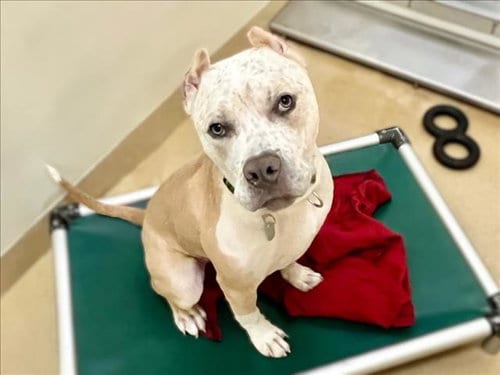 Photo of Speckle, adoptable Pit Bull Terrier in Chapel Hill, North Carolina