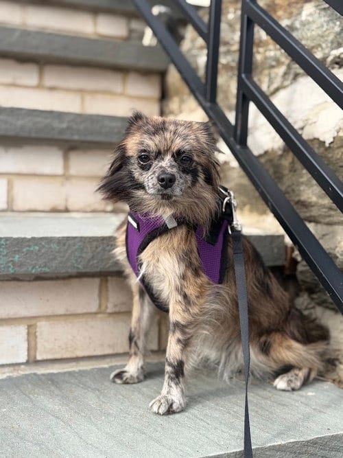 Photo of Mackie, adoptable Chihuahua in Shermans Dale, Pennsylvania